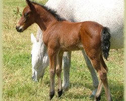 Zuchtstute Kinzighausen Golden Caraluna (Connemara-Pony, 2008, von Glaskopf Golden Malcolm)