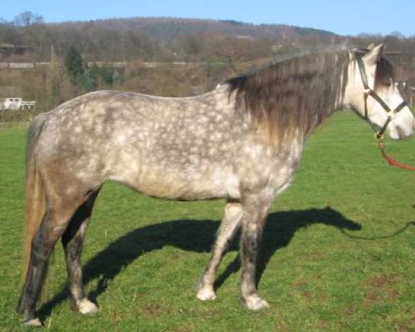 Pferd Kinzighausen Golden Jill (Connemara-Pony, 1999, von Glaskopf Golden Merlin)