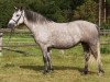 broodmare Kinzighausen Carragh Lassly (Connemara Pony, 1998, from Bruadar)