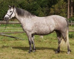 broodmare Kinzighausen Carragh Lassly (Connemara Pony, 1998, from Bruadar)