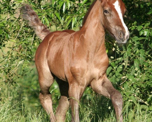 dressage horse Kinzighausen Hazy Malaja (Connemara Pony, 2015, from Kinzighausen Hazy Majesto)