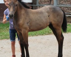 dressage horse Kinzighausen Hazy Cassiopeia (Connemara Pony, 2013, from Kinzighausen Hazy Majesto)