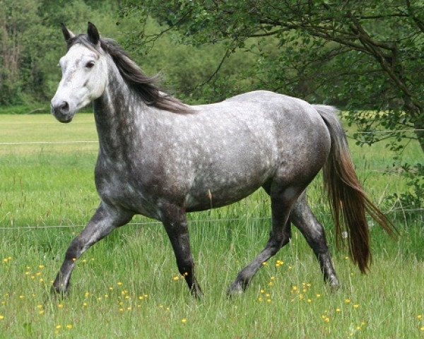 Springpferd Gladys 96 (Connemara-Pony, 2011, von Hazy Monty)