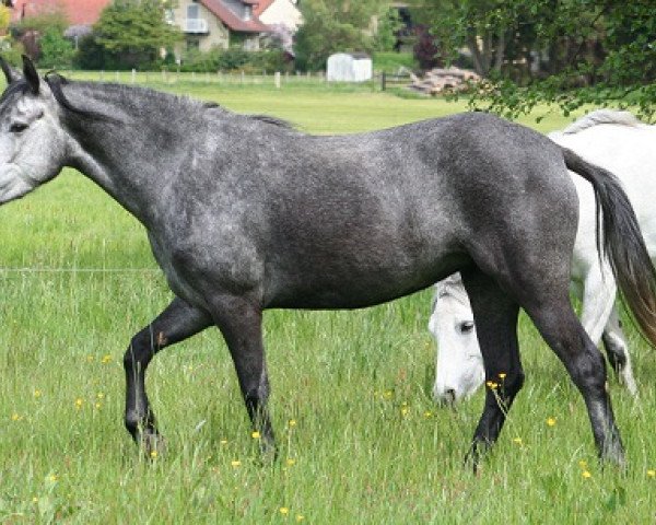 Springpferd Kinzighausen Philippa (Connemara-Pony, 2011, von Marvellous Simon)