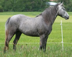 Dressurpferd Kinzighausen Golden Mara (Connemara-Pony, 2011, von Glaskopf Golden Malcolm)