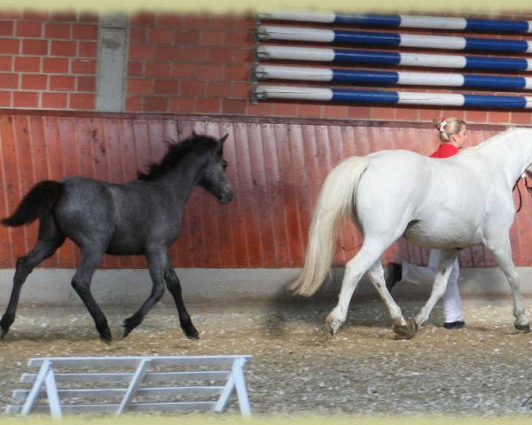 Dressurpferd Kinzighausen Golden Caitlin (Connemara-Pony, 2009, von Glaskopf Golden Malcolm)