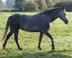 horse Kinzighausen Hazy Paige (Connemara Pony, 2009, from Frederiksminde Hazy Marvel 8 C)