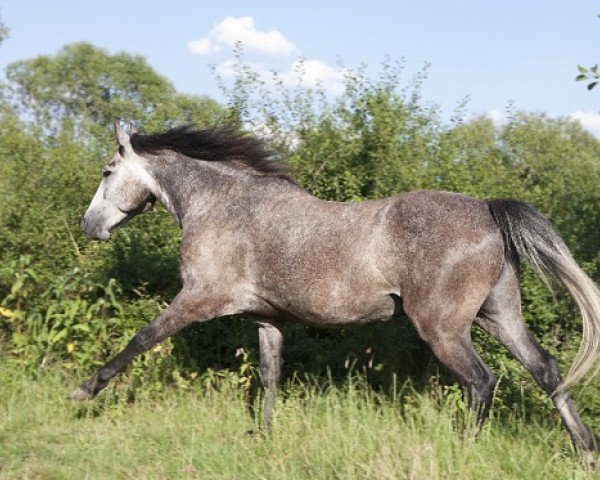 dressage horse Kinzighausen Golden Marty (Connemara Pony, 2008, from Glaskopf Golden Malcolm)