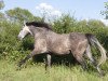 Dressurpferd Kinzighausen Golden Marty (Connemara-Pony, 2008, von Glaskopf Golden Malcolm)