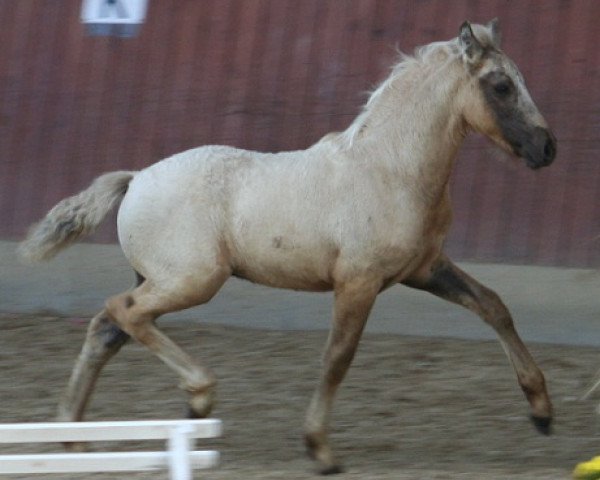 horse Kinzighausen Hazy Maximus (Connemara Pony, 2014, from Frederiksminde Hazy Marvel 8 C)