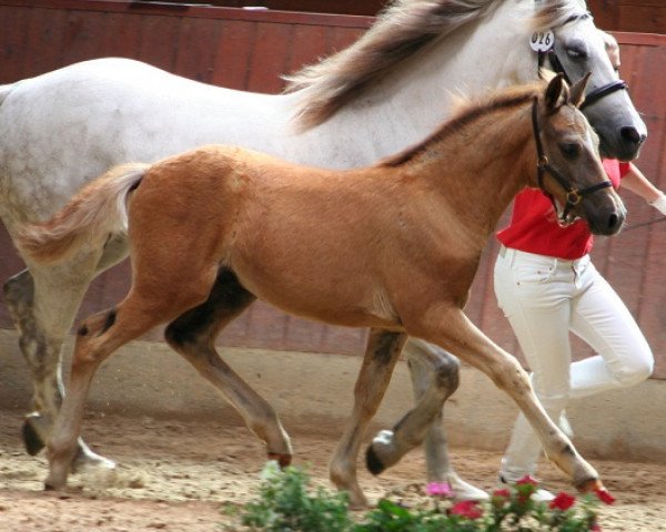 horse Kinzighausen Hazy Mr. Duke (Connemara Pony, 2013, from Frederiksminde Hazy Marvel 8 C)