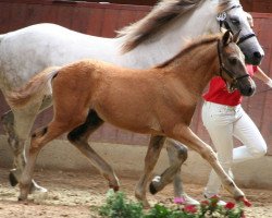 horse Kinzighausen Hazy Mr. Duke (Connemara Pony, 2013, from Frederiksminde Hazy Marvel 8 C)