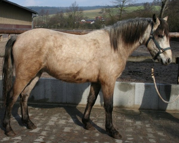 dressage horse Kinzighausen Hazy Mufasa (Connemara Pony, 2011, from Frederiksminde Hazy Marvel 8 C)