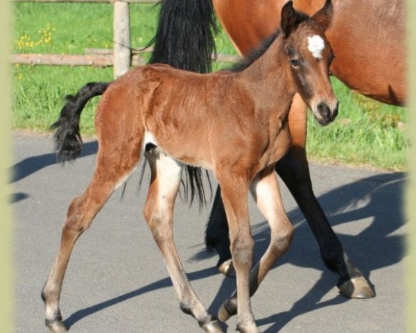 Pferd Kinzighausen Hazy Moses (Connemara-Pony, 2011, von Hazy Monty)