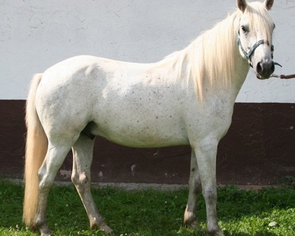 Dressurpferd Kinzighausen Golden Marlow (Connemara-Pony, 2010, von Glaskopf Golden Malcolm)