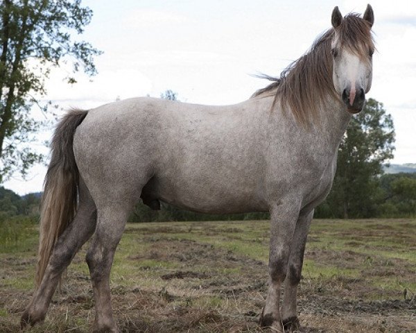 dressage horse Kinzighausen Golden Miracle (Connemara Pony, 2010, from Glaskopf Golden Malcolm)