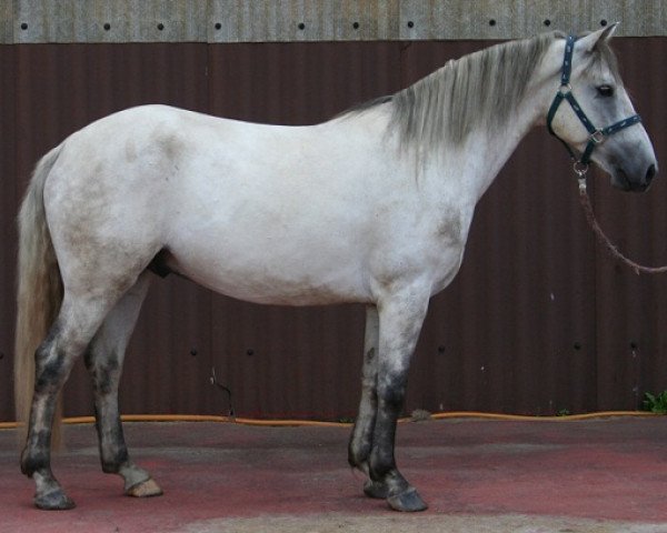 Pferd Kinzighausen Hazy Magellan (Connemara-Pony, 2010, von Frederiksminde Hazy Marvel 8 C)