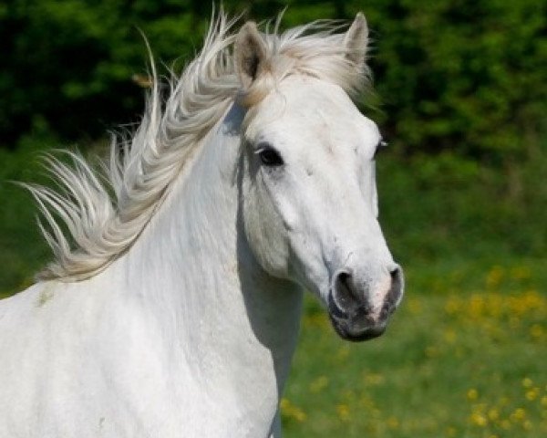 horse Kinzighausen Hazy Milano (Connemara Pony, 2010, from Frederiksminde Hazy Marvel 8 C)