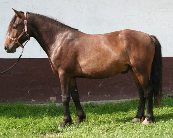 dressage horse Kinzighausen Golden Melvin (Connemara Pony, 2010, from Glaskopf Golden Malcolm)