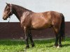 dressage horse Kinzighausen Golden Melvin (Connemara Pony, 2010, from Glaskopf Golden Malcolm)