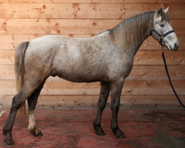 Dressurpferd Kinzighausen Golden Miocento (Connemara-Pony, 2010, von Glaskopf Golden Malcolm)