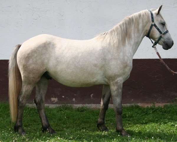 Pferd Kinzighausen Hazy Montender (Connemara-Pony, 2010, von Frederiksminde Hazy Marvel 8 C)