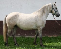 horse Kinzighausen Hazy Montender (Connemara Pony, 2010, from Frederiksminde Hazy Marvel 8 C)