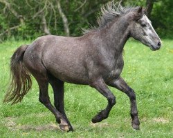 horse Kinzighausen Hazy Mallow (Connemara Pony, 2010, from Frederiksminde Hazy Marvel 8 C)