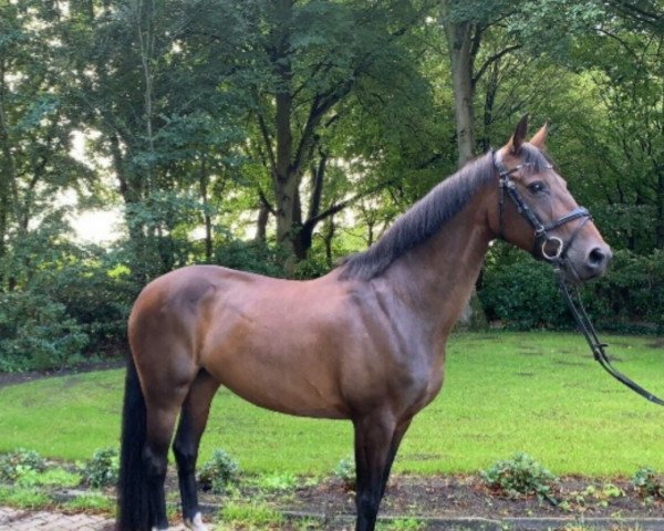 dressage horse Donna Simona ZFS (Oldenburg, 2008, from Don Larino 171 FIN)