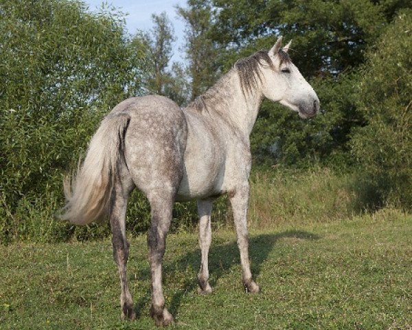 Pferd Kinzighausen Hazy Mephisto (Connemara-Pony, 2009, von Frederiksminde Hazy Marvel 8 C)