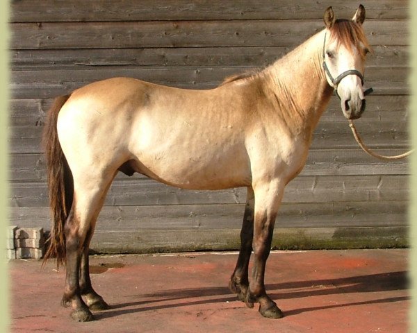 Dressurpferd Kinzighausen Golden Muskat (Connemara-Pony, 2008, von Glaskopf Golden Malcolm)