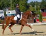 dressage horse Rising Sun S (Hanoverian, 2007, from Riverside)