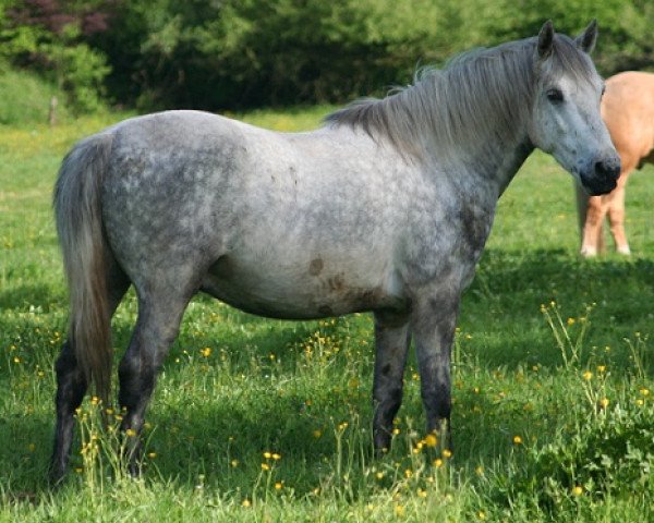 Dressurpferd Kinzighausen Golden Maurice (Connemara-Pony, 2007, von Glaskopf Golden Malcolm)