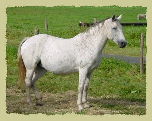 broodmare Sweet Wall Pepsi (Connemara Pony, 1987, from Clonkeehan Captain Cook)