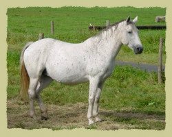 Zuchtstute Sweet Wall Pepsi (Connemara-Pony, 1987, von Clonkeehan Captain Cook)