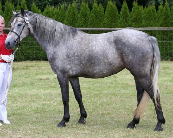 broodmare Kinzighausen Hazy Joyce (Connemara Pony, 2009, from Frederiksminde Hazy Marvel 8 C)