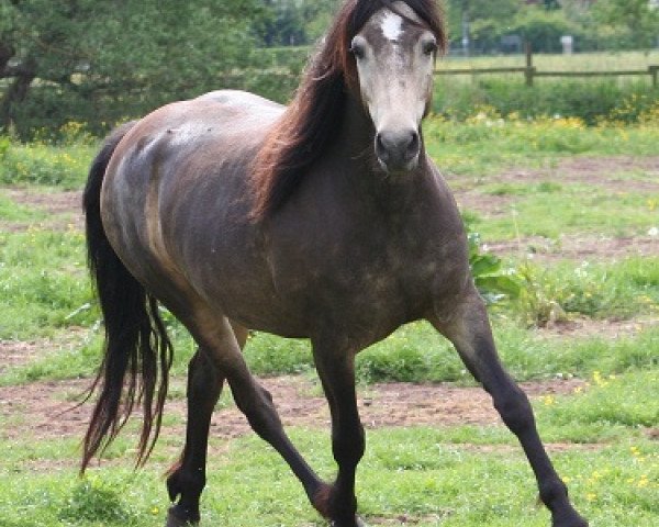 broodmare Kinzighausen Golden Claire (Connemara Pony, 2011, from Glaskopf Golden Malcolm)