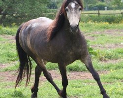 broodmare Kinzighausen Golden Claire (Connemara Pony, 2011, from Glaskopf Golden Malcolm)