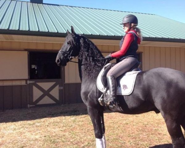 horse Sjoerd (Friesian-Mix,  , from Tsjalke 397)