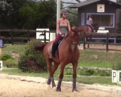 dressage horse Red Diamond (Oldenburg, 2004, from Rhodes Scholar)