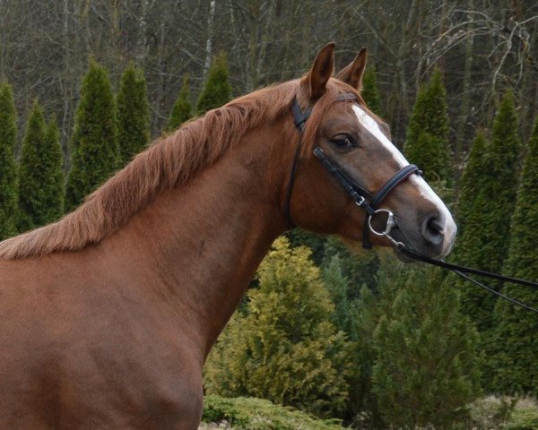 Pferd Luno (Polnisches edles Halbblut, 2013)