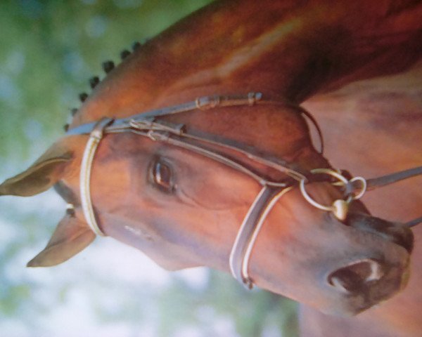 Pferd Kalmaros (Württemberger, 1988, von Kalman)