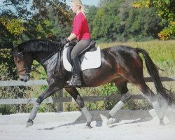 horse Nachtmelodie (German Riding Pony, 2001, from Poker Boy)