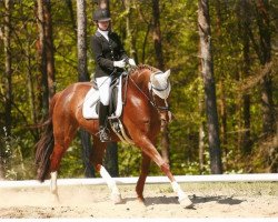 dressage horse Divino 20 (Oldenburg, 2003, from Bmc Don Cardinale)