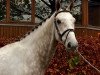 Springpferd Glossy Carlos (KWPN (Niederländisches Warmblut), 2011, von Zirocco Blue)