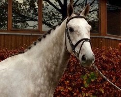 jumper Glossy Carlos (KWPN (Niederländisches Warmblut), 2011, from Zirocco Blue)