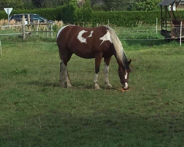 Zuchtstute Madira (Pinto/Pony, 2010, von Matador von der Königsburg)