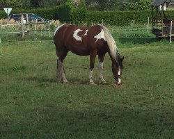 broodmare Madira (Pinto / Pony, 2010, from Matador von der Königsburg)