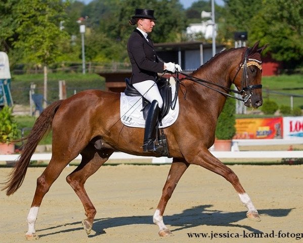 dressage horse Fider's Firefly (Hanoverian, 2007, from Fidertanz)