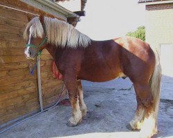 horse Hannes von Mehringen (Rhenish-German Cold-Blood, 2000, from Horst)